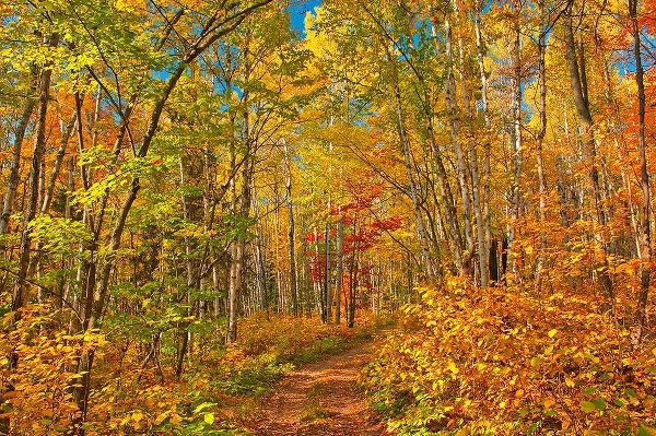 Canada-Ontario-Aubrey Falls Provincial Park-Forest trail in autumn